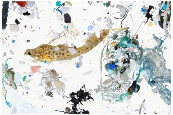 Fotografia de David Liittschwager - um peixe com aproximadamente 50 dias rodeado de lixo plástico