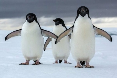 Microplásticos detetados pela primeira vez em pinguins da Antártida